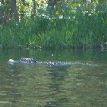 This is why it's called "Alligator River" This is why it's called "Alligator River"